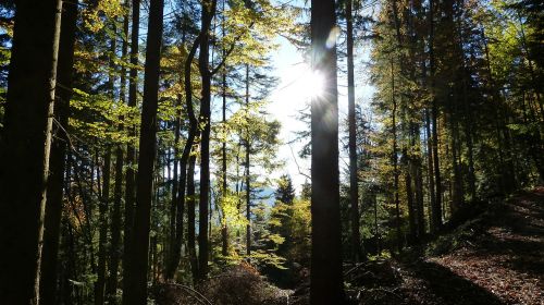 hike trees landscape