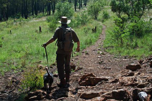 Hiker With Dog