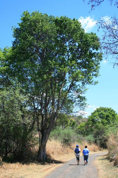 Hikers On A Trail