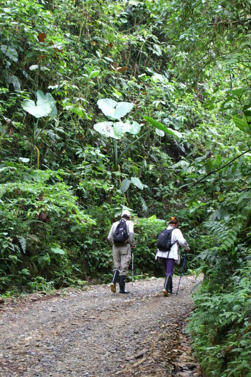 hiking rainforest ecuador