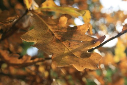 hiking autumn hemmen