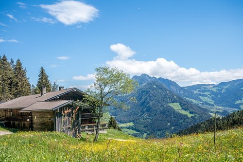 hiking  reitherkogel  flowers