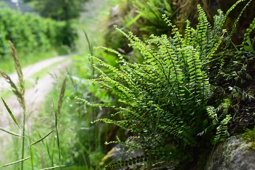 hiking  ferns  nature