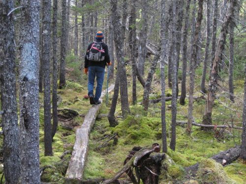 hiking forest backpack