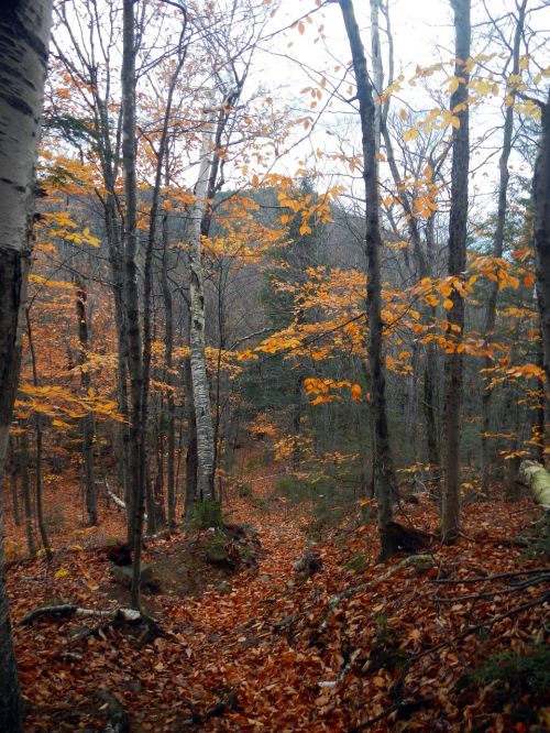 hiking trail nature