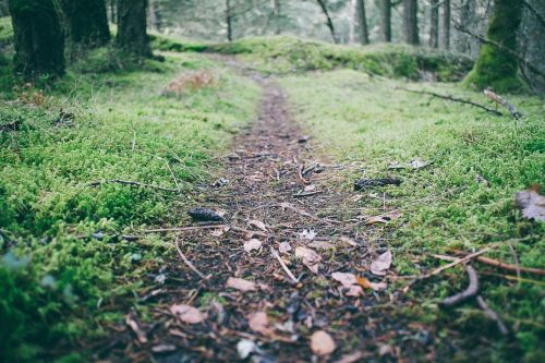 hiking trail trail single trail