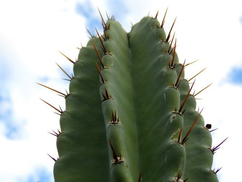 hildmann's cereus cactus sky