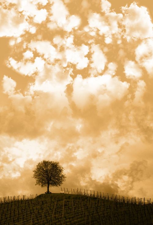 hill tree clouds