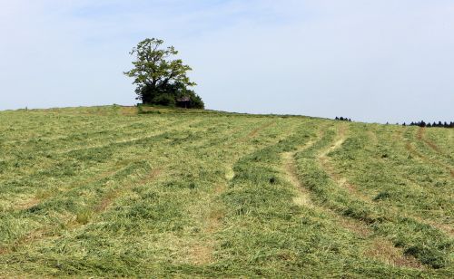 hill meadow field