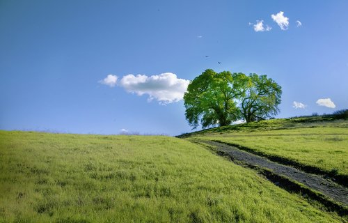 hill  dirt road  grassland