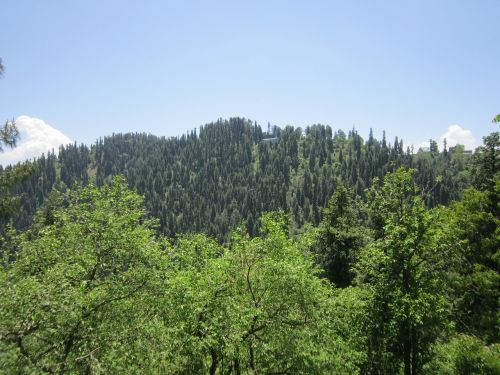 hill forest trees