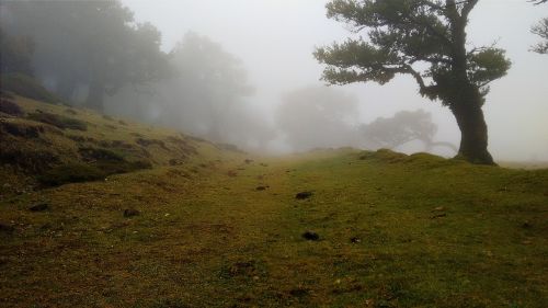 hill fog trees