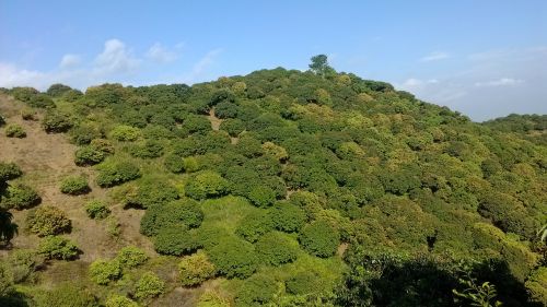 hill lai chi kok lin trees