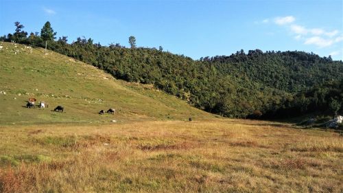 hills grassland meadow