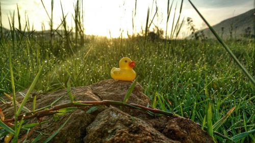 hills grass sunrise