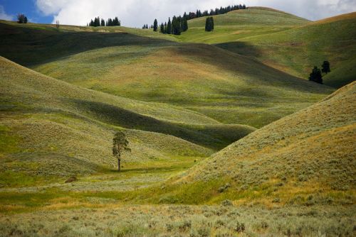 hills green grass yellowstone