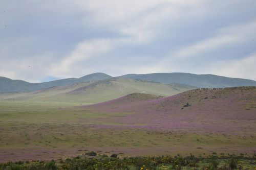 hills flowering desert flowers