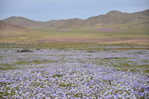 hills flowering desert flowers