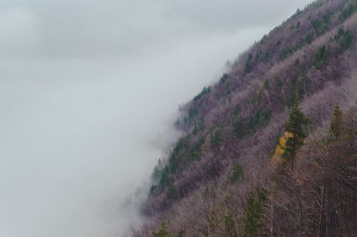 hillside foggy nature