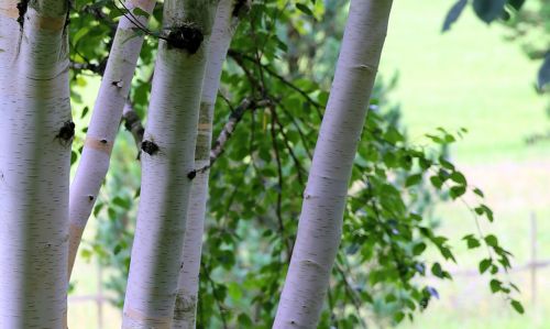 himalayan birch birch white