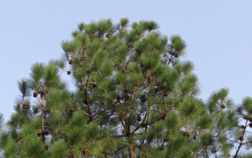 himalayan blue pine cone himalayan pine