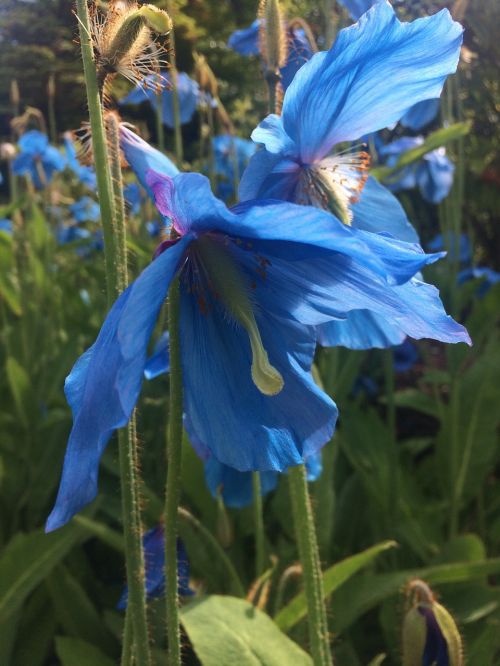 himalayan blue poppy poppy flower