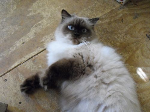 Himalayan Cat