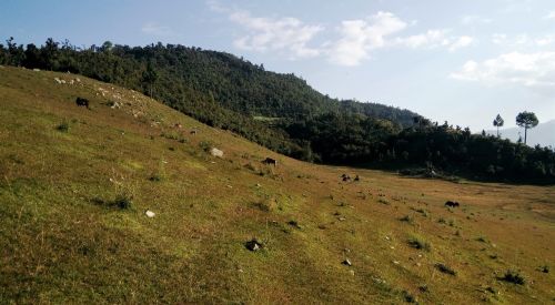 himalayan grassland pasture mountain