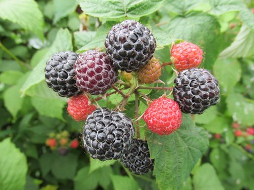 himbeerstrauch  raspberries  fruit