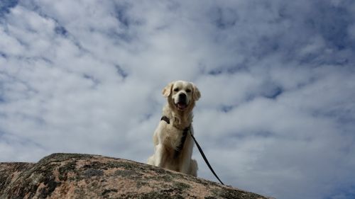 himmel dog bohuslän