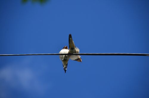 himmel birds thread