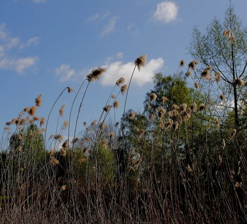 Clouds Plants