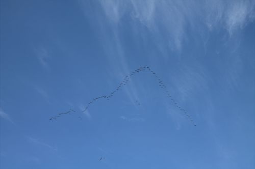Clouds Birds Formation