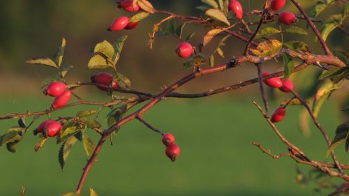 hip blackthorn red