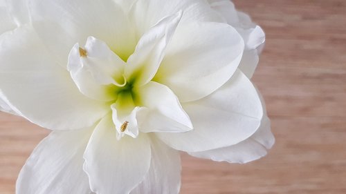 hippeastrum  flower  white