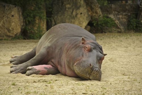 hippo nature animals