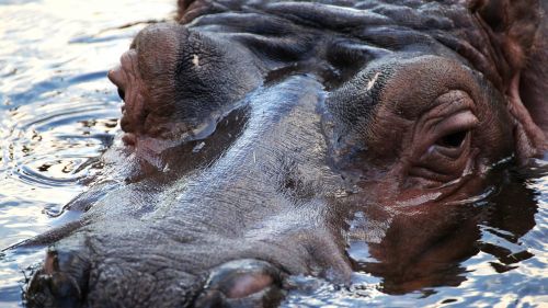 hippo africa zoo