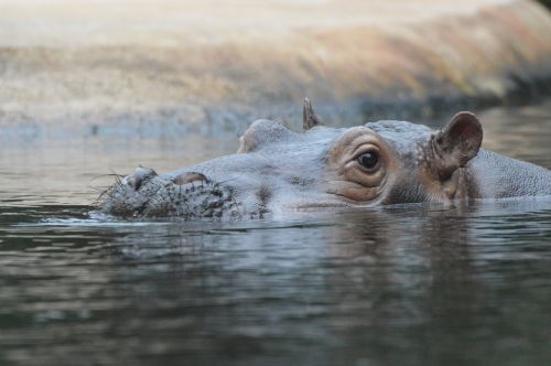 hippo swim animals