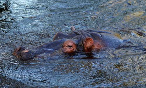 hippo africa animal