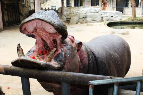 hippo mouth eating