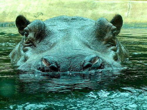 hippo zoo hippopotamus