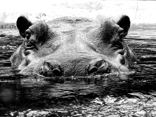 hippo hippopotamus hard