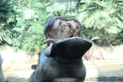 hippo nature zoo