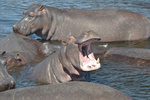 hippo botswana africa