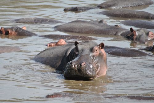 hippo hippopotamus africa