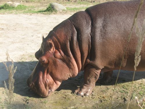 hippo animals zoo