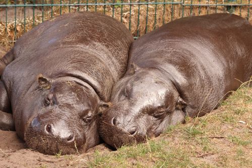 hippo zoo hippopotamus