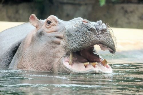 hippo zoo hippopotamus