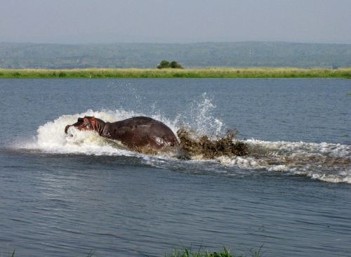 hippo nile uganda