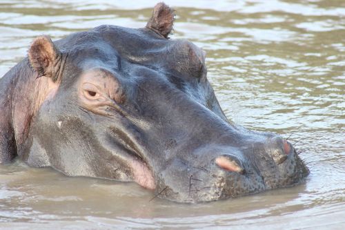 hippo animals wild